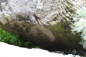 dwarf palm