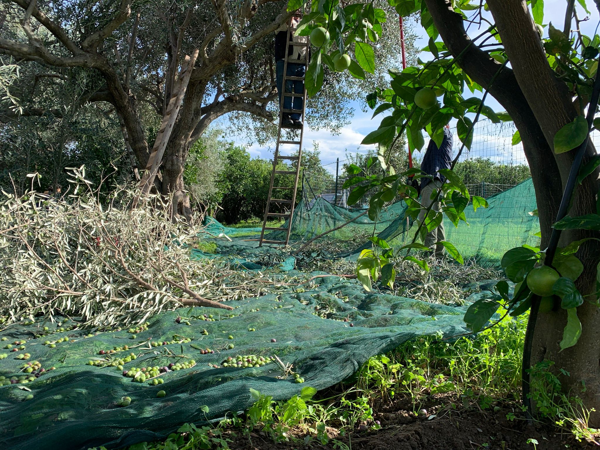 La raccolta delle olive: una domenica d’autunno in Sicilia