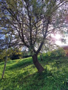 La manna guide turistiche messina